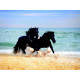 Poster Thème chevaux noirs galopant sur la plage- 360 x 254 cm