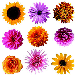 Sticker Fleurs multicolores - 1 planche 30 x 30 cm