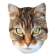 Masque en carton - animal visage chat 27 cm
