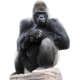 Figurine en carton taille réelle Le gorille H 131 CM 