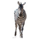 Figurine en carton Zebra adulte 162 cm
