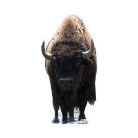 Figurine en carton Bison (Buffalo) hauteur 180 cm