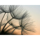 Dandelion photo murale intissée Thème Pissenlit fond coucher de soleil, 360x270 cm, 4 parts