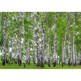 Photo murale forêt d'arbres bouleaux 360x254 cm, 4 lés