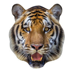 Masque en carton - Animaux - Tigre - Taille A4