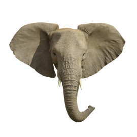 Masque en carton - Animaux - Eléphant - Taille A4