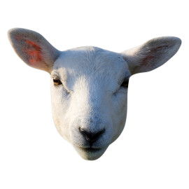 Masque en carton - Animaux - Mouton - Taille A4