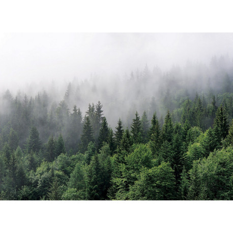 Papier peint Fôret de Sapins dans le brouillard - 375 x 270 cm