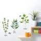 Stickers - Herbes - Hauteur 22,9 cm