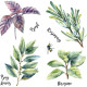 Stickers - Herbes - Hauteur 22,9 cm