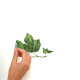 Stickers - Herbes Vertes - Hauteur 45,7 cm