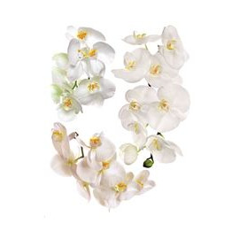 Stickers - Orchidées Blanches - 1 planche 65 x 85 cm