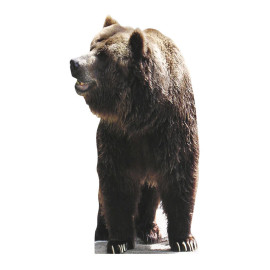 Figurine en carton taille réelle l'ours brun H 165 CM