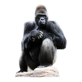 Figurine en carton taille réelle Le gorille assis H 131 CM