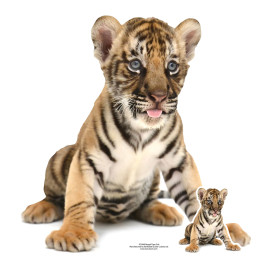 Figurine en carton bébé Tigre du Bengale Haut 73 cm