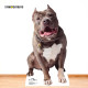 EN SITUATION Number One chien (Pit bull )de Jean-Luc Picard Star Trek