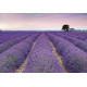Photo murale - 400 x 260 cm - panoramique intissé - Provence