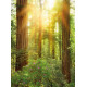 Photo murale - 184 x 248 cm - panoramique intissé - Redwood
