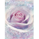 Photo murale - 184 x 248 cm - panoramique intissé - Delicate Rose
