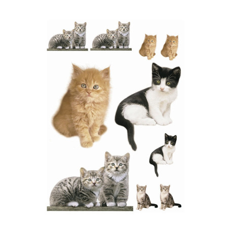 Kitty, Sticker mural collections de chatons roux et noir et blanc - 50x70 cm
