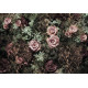 Papier Peint - Roses et Velours - 368 x 254 cm