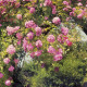 Rose Garden Photo murale - 368 x 254 cm