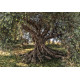 Olive Tree Photo murale - 368 x 254 cm
