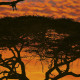African Sunset Photo murale - 194 x 270 cm