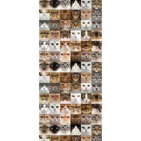 Cats, Papier peint intissé, 0,53m x 10,05m