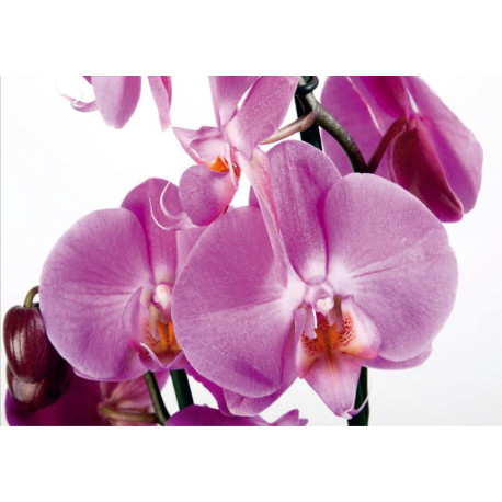 Violet orchid, photo murale, 360x254 cm, 4 parts