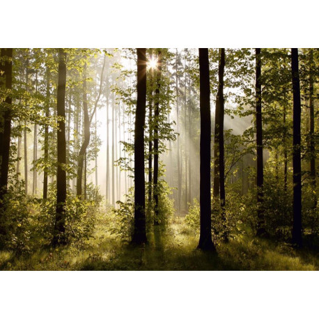 Morning forest, photo murale, 360x254 cm, 4 parts