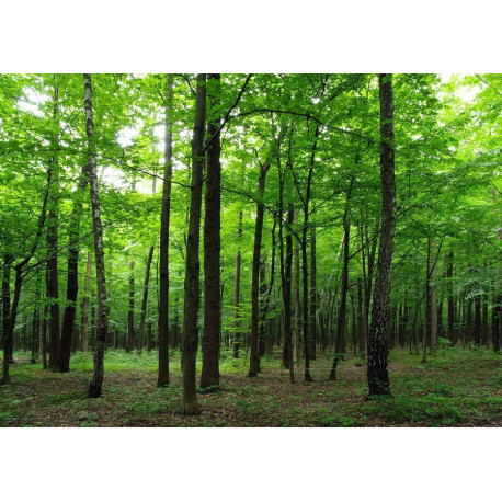 Photo murale forêt d'arbres verts 360x254 cm 4 lés