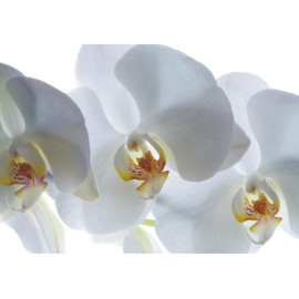 White orchid, photo murale, 180x127 cm, 1 part