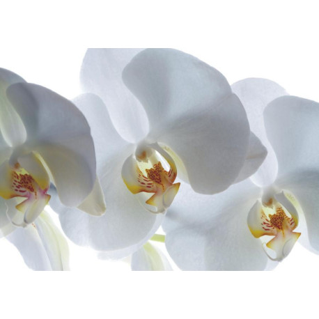 White orchid, photo murale, 180x127 cm, 1 part