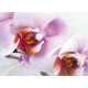 Violet orchid, photo murale, 160 x 115 cm, 1 part