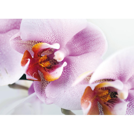 Violet orchid, photo murale, 160 x 115 cm, 1 part