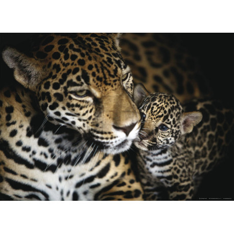 Jaguars, photo murale, 160 x 115 cm, 1 part