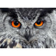 Owl, photo murale, 160 x 115 cm, 1 part