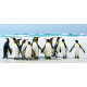 Penguins, photo murale, 202 x 90 cm, 1 part