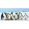 Penguins, photo murale, 202 x 90 cm, 1 part