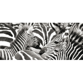Zebras, photo murale, 202 x 90 cm, 1 part