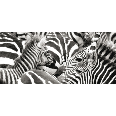 Zebras, photo murale, 202 x 90 cm, 1 part