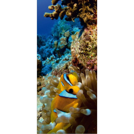 Coral reef, paper photo mural, 90x202 cm, 1 part