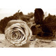 Black and white rose, photo murale intissée, 360x270 cm, 4 parties