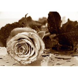 Black and white rose, photo murale intissée, 360x270 cm, 4 parties