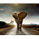 Elephant, photo murale intissée, 360x270 cm, 4 parts