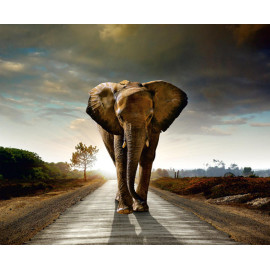 Elephant, photo murale intissée, 360x270 cm, 4 parts