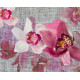 Orchids, photo murale intissée, 360x270 cm, 4 parts