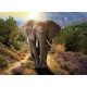 Elephant, photo murale intissée, 155x110 cm, 1 part