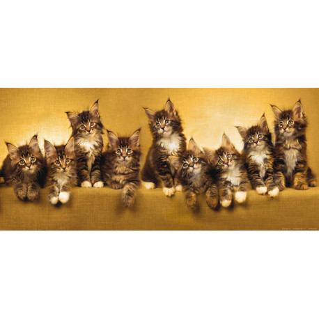 Kittens, photo murale intissée, 202 x 90 cm, 1 part